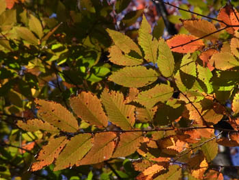10_1116_keyaki7.jpg