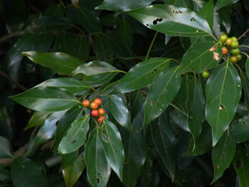 10_1117_sirodamo1.jpg