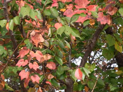 10_1119_natuduta.jpg