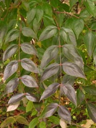 10_1120_gonzui5.jpg