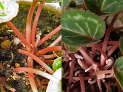 10_1121_cyclamen2.jpg