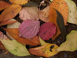 10_1123_yamabousi6.jpg
