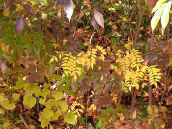 10_1125_sansho.jpg
