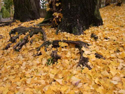10_1126_icho1.jpg