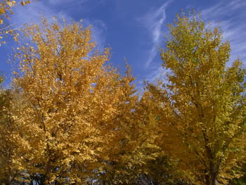 10_1126_icho4.jpg