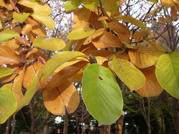 10_1128_h_mokuren1.jpg