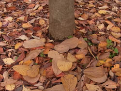 10_1128_h_mokuren2.jpg