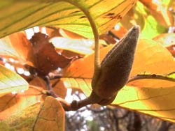 10_1128_h_mokuren3.jpg