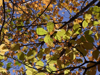 10_1128_h_mokuren4.jpg