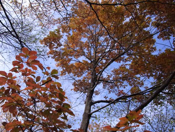 10_1201_konara3.jpg