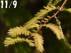 10_1202_metasequoia2.jpg