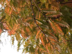 10_1202_metasequoia3.jpg