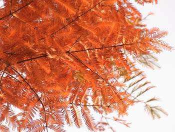10_1202_metasequoia4.jpg