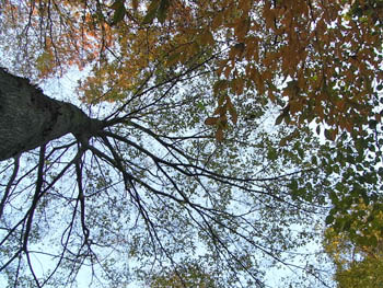 10_1203_mukunoki.jpg