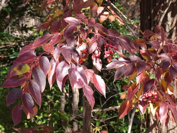 10_1208_gonzui04.jpg