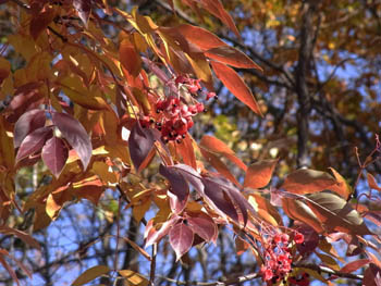 10_1208_gonzui05.jpg