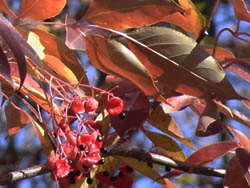 10_1208_gonzui07.jpg