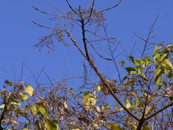 10_1209_nurude1.jpg