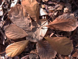 10_1211_h_mokuren3.jpg