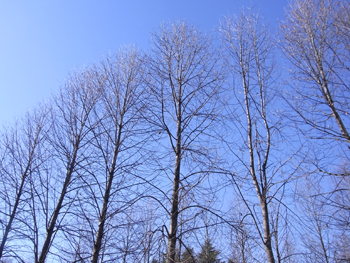 10_1214_yurinoki2.jpg
