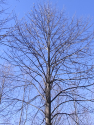 10_1214_yurinoki3.jpg