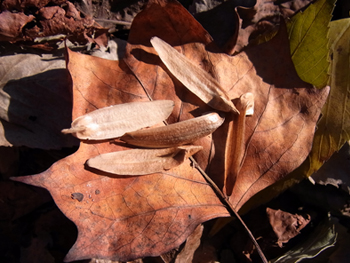 10_1214_yurinoki7.jpg