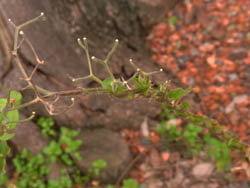 10_1215_hototogis2.jpg
