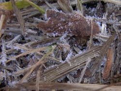 10_1217_frost1.jpg