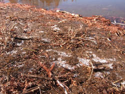 10_1217_frost2.jpg