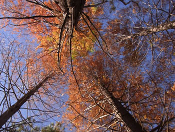 10_1221_metasequoia2.jpg