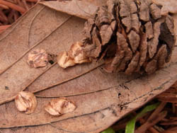 10_1221_metasequoia6.jpg
