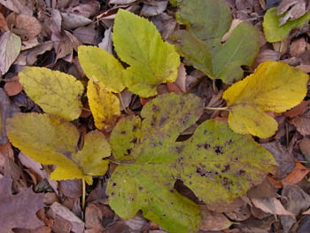 10_1222_kuwa8.jpg