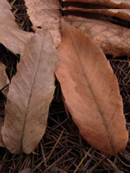 10_1223_kona_kunu5.jpg