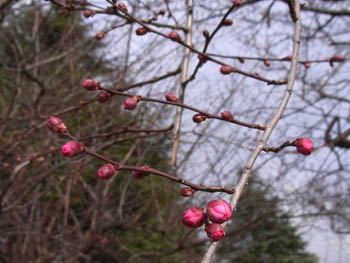 10_1225_koubai.jpg
