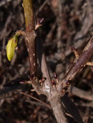 10_1226_rengyo2.jpg