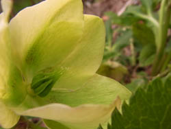 10_1231_helleborus2.jpg
