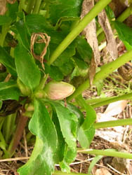 10_1231_helleborus4.jpg