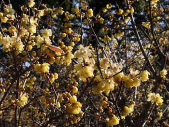 11_0111_roubai07.jpg