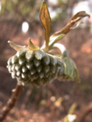 11_0114_mitumata.jpg