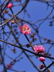 11_0116_ume1.jpg