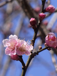 11_0116_ume3.jpg
