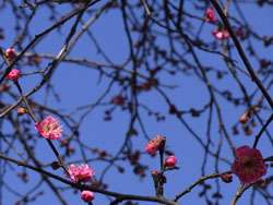 11_0116_ume4.jpg