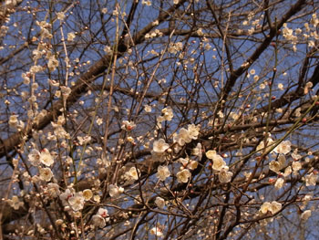 11_0116_ume7.jpg