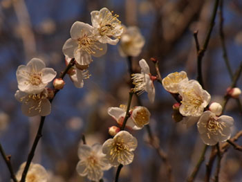 11_0116_ume8.jpg