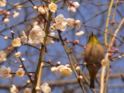 11_0117_mejiro2.jpg