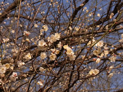 11_0117_ume.jpg