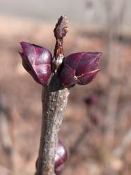 11_0121_lilac1.jpg
