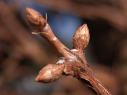11_0129_metasequoia2.jpg