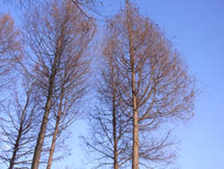 11_0129_rakuusho1.jpg