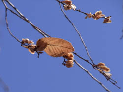 11_0203_akinire1.jpg